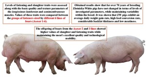 Figure from article: Effect of boar line on...