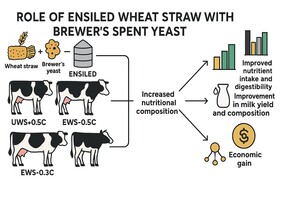 Figure from article: Effects of ensiled wheat...