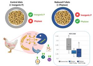 Figure from article: Phytase replacing inorganic...
