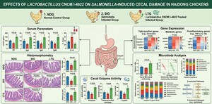 Figure from article: <i>Lactobacillus</i> CNCM...