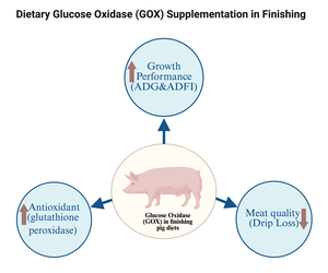 Figure from article: Dietary glucose oxidase...