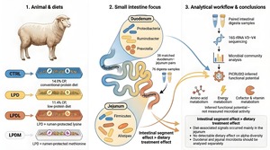 Figure from article: Small-intestinal microbiota...