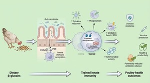 Figure from article: β-glucan-induced trained...